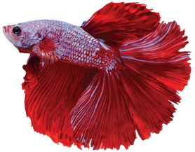 A semirealistic digital render of a red beta fish