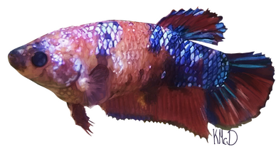 A semirealistic digital rendering of an orange and blue fish named 'porkchop' - this was a commission for lemonwhoror on tumblr!