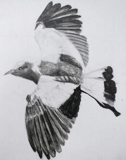 a pencil drawing of a blacksmith lapwing